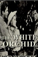 The White Orchid