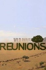 Wild Animal Reunions
